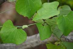 Aristolochia elegans